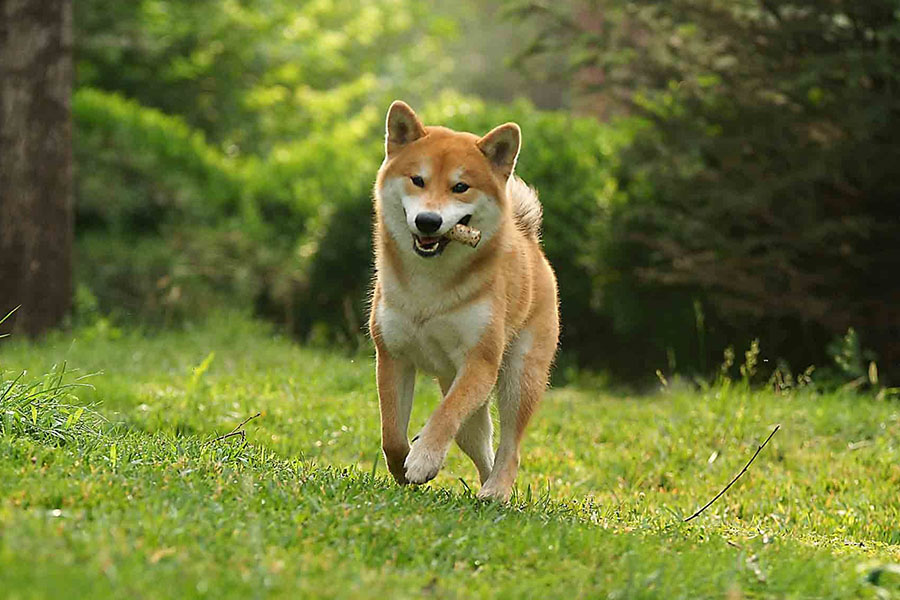 天宇宠物乐园